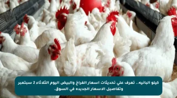 كيلو البانيه.. تعرف على تحديثات أسعار الفراخ والبيض اليوم الثلاثاء 2 سبتمبر وتفاصيل الأسعار الجديدة في السوق.